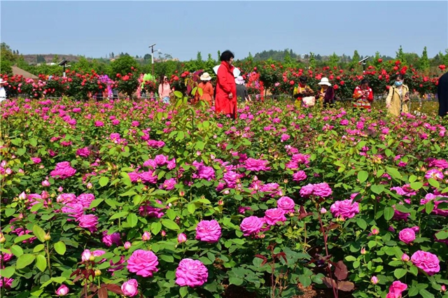 约起！内江城边边的300亩玫瑰花海藏不住了(图1)