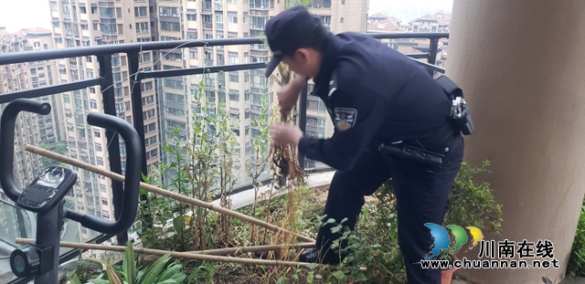 一株也不能有!江阳区华阳街道禁种铲毒在行动(图1) 一株也不能有!江阳区华阳街道禁种铲毒在行动(图1)