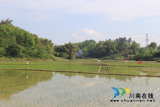 泸县云龙镇：插秧进行时，嫩绿换新颜　(图2)
