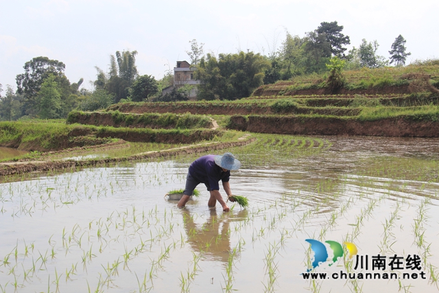 泸县云龙镇：插秧进行时，嫩绿换新颜　(图1)