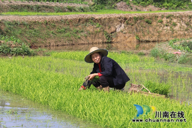 泸县云龙镇：插秧进行时，嫩绿换新颜　(图6)