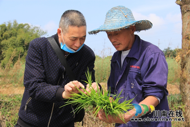 泸县云龙镇：插秧进行时，嫩绿换新颜　(图3)