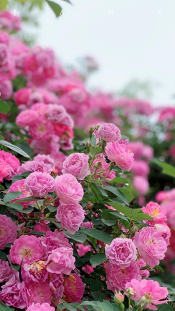 江阳蔷薇开了！来一套田园写真集不香吗？(图3)