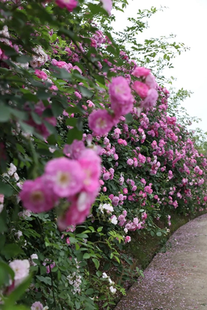 江阳蔷薇开了！来一套田园写真集不香吗？(图2)