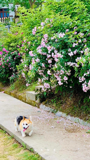 江阳蔷薇开了！来一套田园写真集不香吗？(图6)