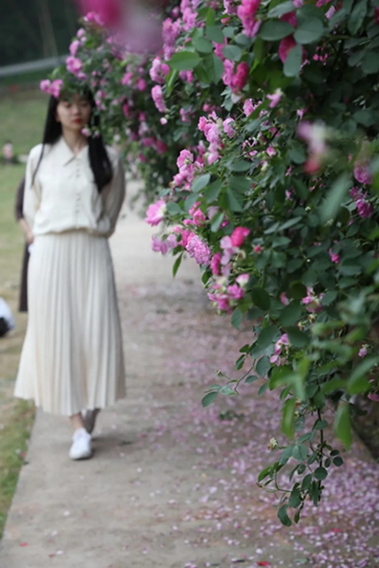 江阳蔷薇开了！来一套田园写真集不香吗？(图8)