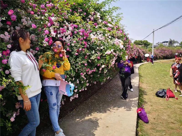 江阳蔷薇开了！来一套田园写真集不香吗？(图15)