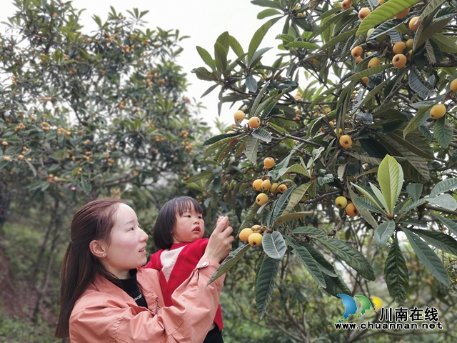 约起来！泸县白龙塔村千亩枇杷熟了！(图14)