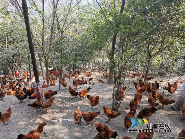 泸县白龙塔村：“跑山鸡”跑出脱贫致富好钱景(图2)