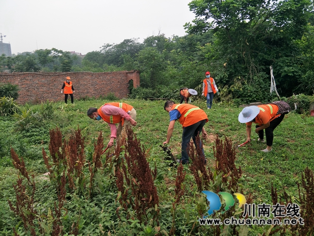 龙马潭区红星街道开展玉带河（红星段）面源污染暨违规种植专项整治行动(图1)