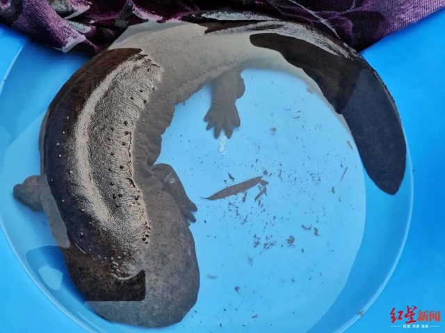 长1.05米！重约10斤！蜀南竹海首次发现野生“娃娃鱼”