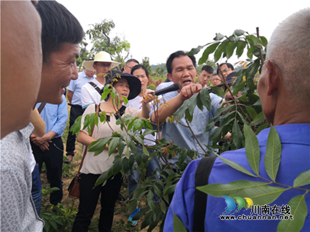 泸州：龙眼管护技术服务精准到位，为产业发展保驾护航(图3)