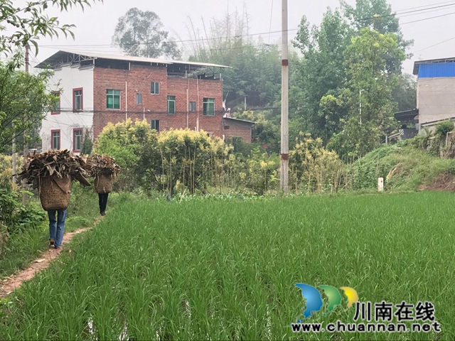 泸县玉蟾街道：狠抓河道整治 守护绿水青山(图5)