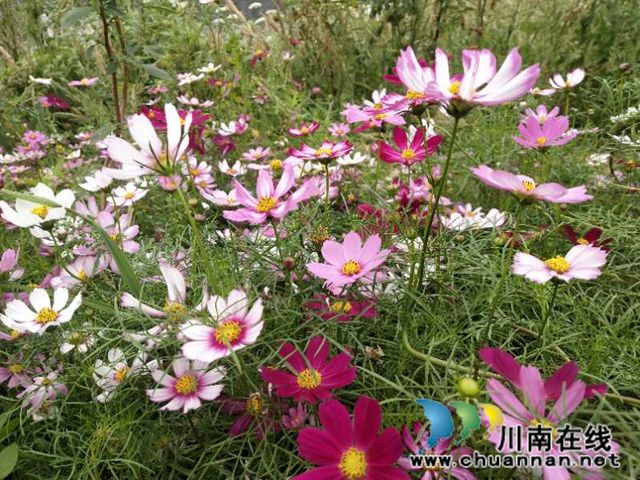 龙马潭区小市街道：花开沱江岸 打造美丽宜居家园(图1)