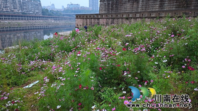 龙马潭区小市街道：花开沱江岸 打造美丽宜居家园(图2)