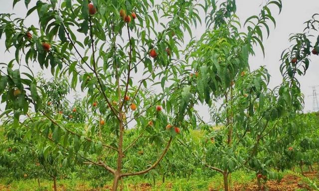 让人垂涎欲滴!内江这里的蜜桃熟了……(图4) 让人垂涎欲滴!内江这里的蜜桃熟了……(图4)