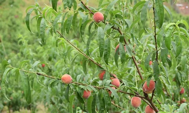 让人垂涎欲滴!内江这里的蜜桃熟了……(图5) 让人垂涎欲滴!内江这里的蜜桃熟了……(图5)