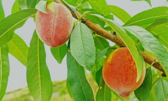 让人垂涎欲滴!内江这里的蜜桃熟了……(图2) 让人垂涎欲滴!内江这里的蜜桃熟了……(图2)