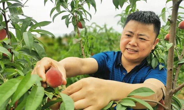 让人垂涎欲滴!内江这里的蜜桃熟了……(图3) 让人垂涎欲滴!内江这里的蜜桃熟了……(图3)