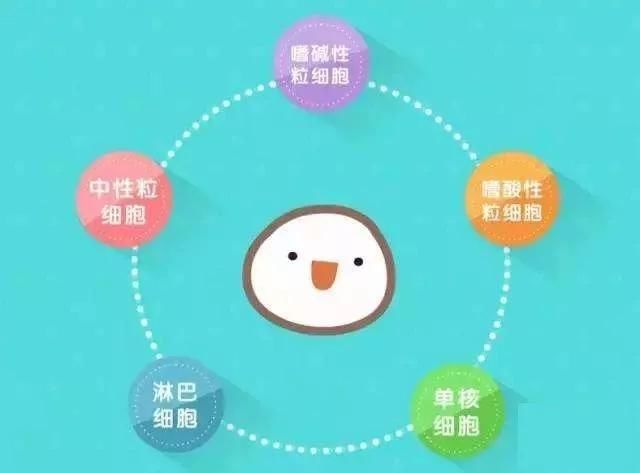 【关注】血常规可以查出这些病？(图7)
