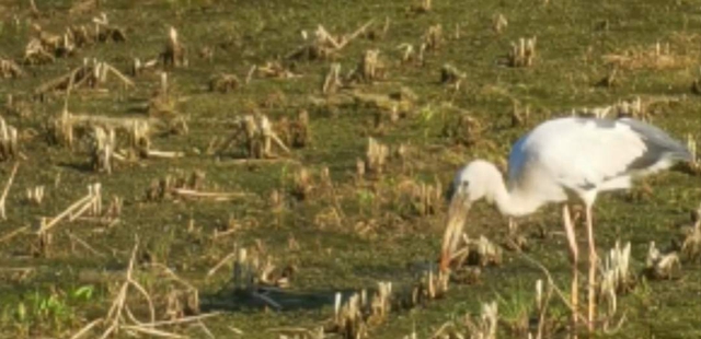 视频|双沙镇野生苍鹭捕鱼登上人民日报客户端!(图2) 视频|双沙镇野生苍鹭捕鱼登上人民日报客户端!(图2)