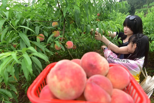 2小时卖出6000斤！内江这个小山村来了一群“美女主播”(图8)