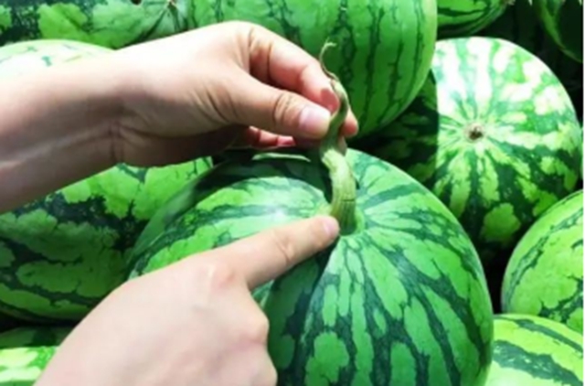 【分享】西瓜要挑“母”的？这样挑个个香甜可口！(图1)