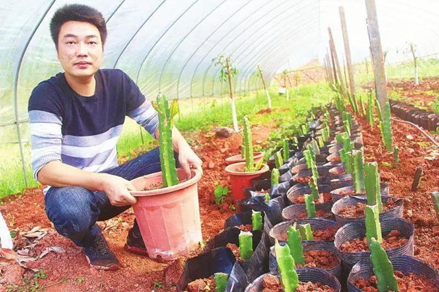 纳溪区：换个卖法 火龙果盆景赚得欢(图1)