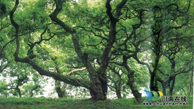 中国旅游日，在新晋网红打卡地，幸福江阳邀你举杯世界！(图15)