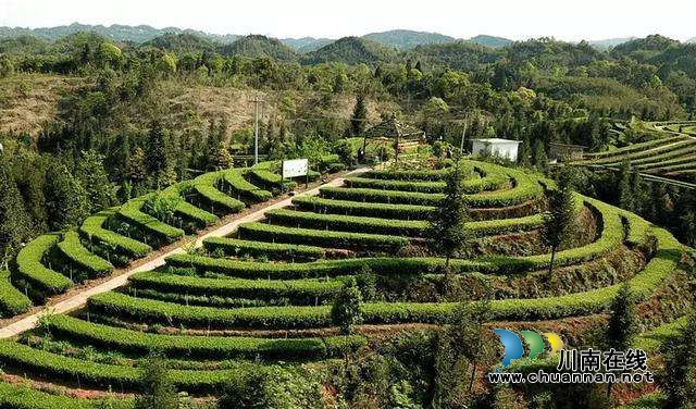 我国发布生态观光茶旅线路,泸州这条入围!(图1) 我国发布生态观光茶旅线路,泸州这条入围!(图1)