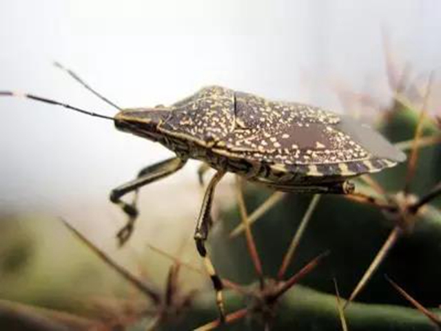 【分享】不是所有虫子都能拍死！夏天碰到这些虫子千万小心(图5)