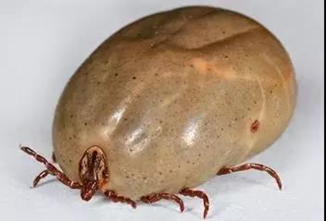 【分享】不是所有虫子都能拍死！夏天碰到这些虫子千万小心