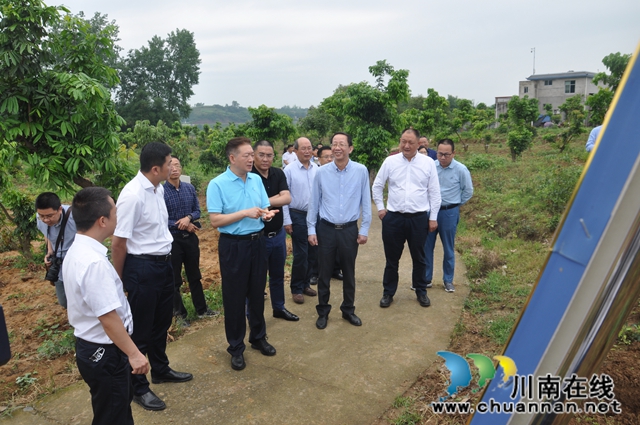 福建省农业科学院院长翁启勇到泸县调研龙眼产业工作(图3)