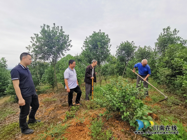 泸县毗卢镇：产业周转金“转”出贫困户的幸福生活