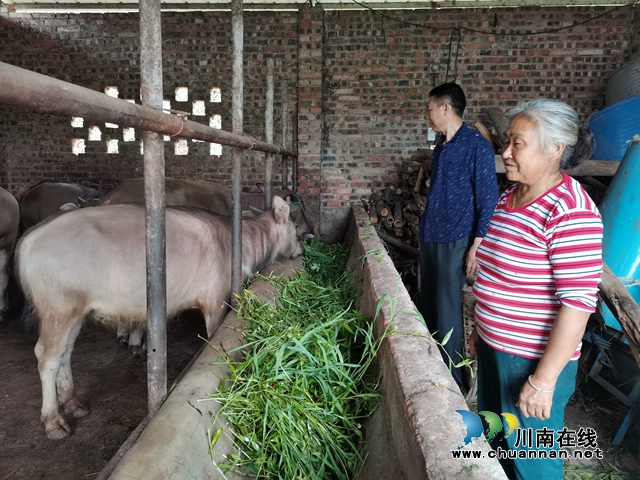 泸县毗卢镇:产业周转金“转”出贫困户的幸福生活(图2) 泸县毗卢镇:产业周转金“转”出贫困户的幸福生活(图2)