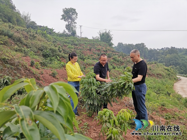 脱贫攻坚 泸县玄滩镇龙凤村飞来“金凤凰”(图6) 脱贫攻坚 泸县玄滩镇龙凤村飞来“金凤凰”(图6)