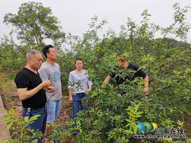 脱贫攻坚 泸县玄滩镇龙凤村飞来“金凤凰”(图3) 脱贫攻坚 泸县玄滩镇龙凤村飞来“金凤凰”(图3)