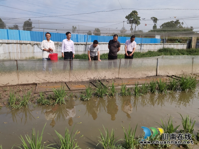 泸县玄滩镇涂场村:驻村帮扶,他让贫困村变为乡村振兴示范村(图9) 泸县玄滩镇涂场村:驻村帮扶,他让贫困村变为乡村振兴示范村(图9)