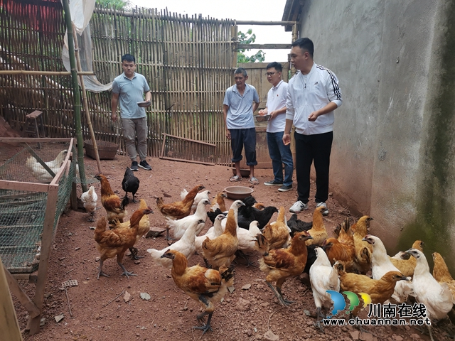 泸县云锦镇:真帮实扶 贫困村天台寺村蝶变新生(图2) 泸县云锦镇:真帮实扶 贫困村天台寺村蝶变新生(图2)