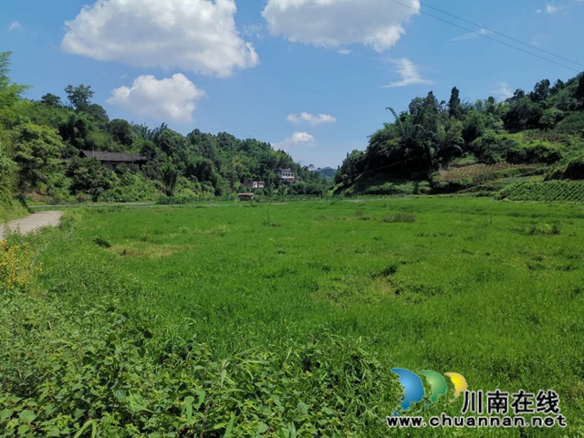 合江梧桐山村陈良涛：回归梧桐村 栽好“梧桐树”(图4)