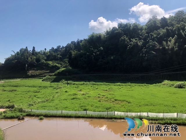 合江梧桐山村陈良涛：回归梧桐村 栽好“梧桐树”(图2)