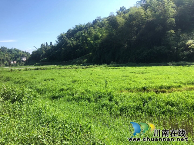 合江梧桐山村陈良涛：回归梧桐村 栽好“梧桐树”(图3)