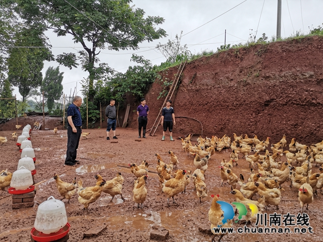 泸县太伏镇：驻村工作队聚焦产业  夯实青桥村脱贫根基(图4)