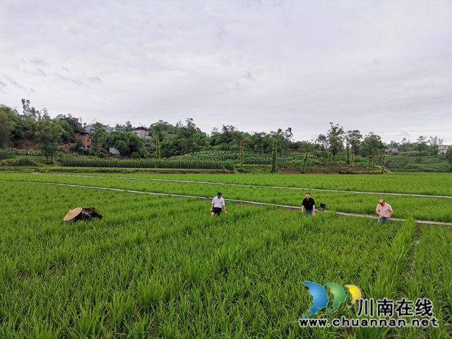 泸县太伏镇：驻村工作队成为沙河村“泥腿子”脱贫领路人(图1)