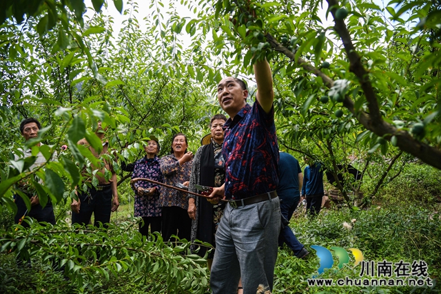 古蔺县白泥乡：农技人员走进田间，手把手传授“脱贫技能”(图5)