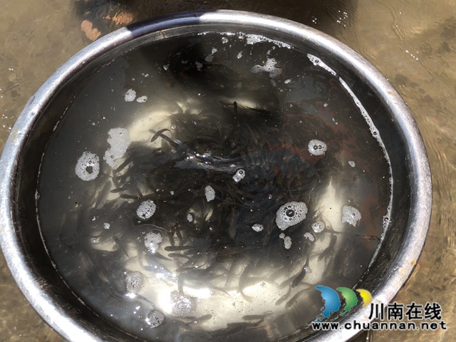 合江：抓好增殖放流工作，助推水域生态建设(图3)