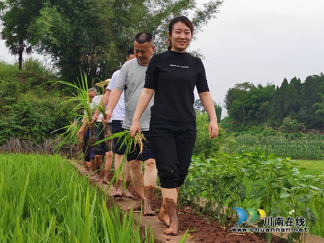 泸县太伏镇：玩抖音开网店种养新奇特 驻村工作队讲好伏龙村富农脱贫故事(图1)