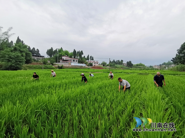 泸县太伏镇：玩抖音开网店种养新奇特 驻村工作队讲好伏龙村富农脱贫故事(图4)