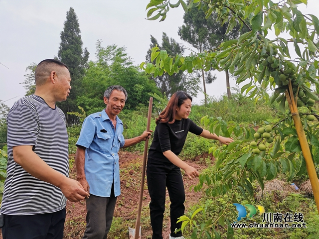 泸县太伏镇：玩抖音开网店种养新奇特 驻村工作队讲好伏龙村富农脱贫故事(图3)