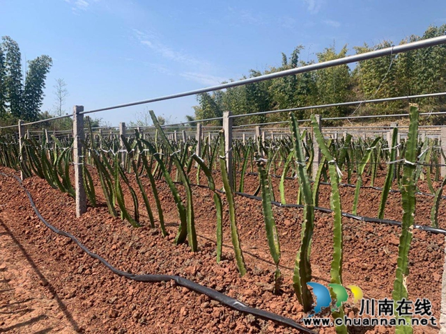 宜宾南溪区长兴镇庆林村:狠抓产业发展着力打造乡村振兴示范村(图1) 宜宾南溪区长兴镇庆林村:狠抓产业发展着力打造乡村振兴示范村(图1)